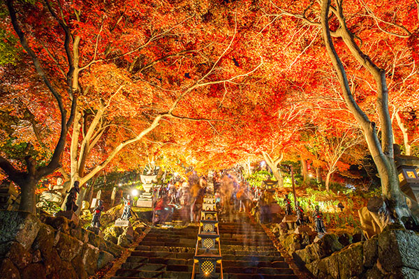 大山寺の真っ赤なカエデのトンネル