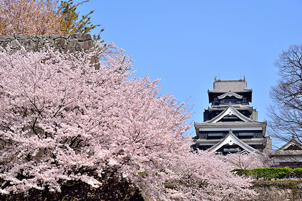 熊本城と桜