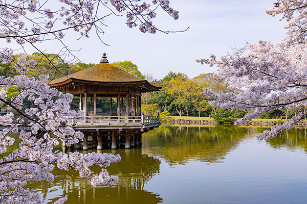 奈良公園の桜と浮御堂