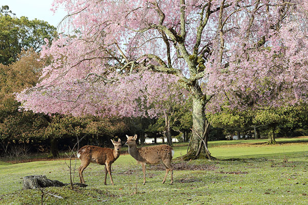 シカとおかっぱ桜