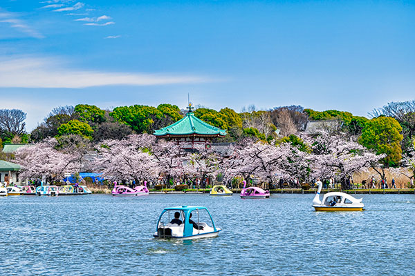 不忍池弁天堂と桜