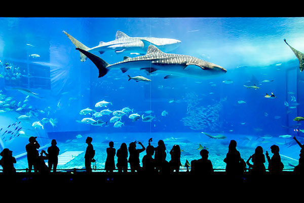 海洋博公園内の沖縄美ら海水族館