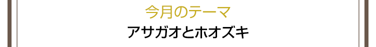 今月のテーマ　アサガオとホオズキ