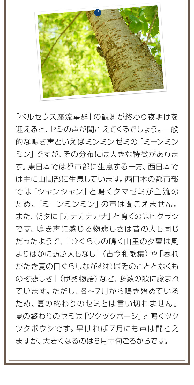 「ペルセウス座流星群」の観測が終わり夜明けを迎えると、セミの声が聞こえてくるでしょう。一般的な鳴き声といえばミンミンゼミの「ミーンミンミン」ですが、その分布には大きな特徴があります。東日本では都市部に生息する一方、西日本では主に山間部に生息しています。西日本の都市部では「シャンシャン」と鳴くクマゼミが主流のため、「ミーンミンミン」の声は聞こえません。また、朝夕に「カナカナカナ」と鳴くのはヒグラシです。鳴き声に感じる物悲しさは昔の人も同じだったようで、「ひぐらしの鳴く山里の夕暮は風よりほかに訪ふ人もなし」（古今和歌集）や「暮れがたき夏の日ぐらしながむればそのこととなくものぞ悲しき」（伊勢物語）など、多数の歌に詠まれています。ただし、6～7月から鳴き始めているため、夏の終わりのセミとは言い切れません。夏の終わりのセミは「ツクツクボーシ」と鳴くツクツクボウシです。早ければ7月にも声は聞こえますが、大きくなるのは8月中旬ごろからです。