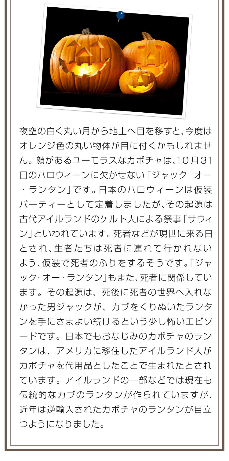 夜空の白く丸い月から地上へ目を移すと、今度はオレンジ色の丸い物体が目に付くかもしれません。顔があるユーモラスなカボチャは、１０月３１日のハロウィーンに欠かせない「ジャック・オー・ランタン」です。日本のハロウィーンは仮装パーティーとして定着しましたが、その起源は古代アイルランドのケルト人による祭事「サウィン」といわれています。死者などが現世に来る日とされ、生者たちは死者に連れて行かれないよう、仮装で死者のふりをするそうです。「ジャック・オー・ランタン」もまた、死者に関係しています。その起源は、死後に死者の世界へ入れなかった男ジャックが、カブをくりぬいたランタンを手にさまよい続けるという少し怖いエピソードです。日本でもおなじみのカボチャのランタンは、アメリカに移住したアイルランド人がカボチャを代用品としたことで生まれたとされています。アイルランドの一部などでは現在も伝統的なカブのランタンが作られていますが、近年は逆輸入されたカボチャのランタンが目立つようになりました。