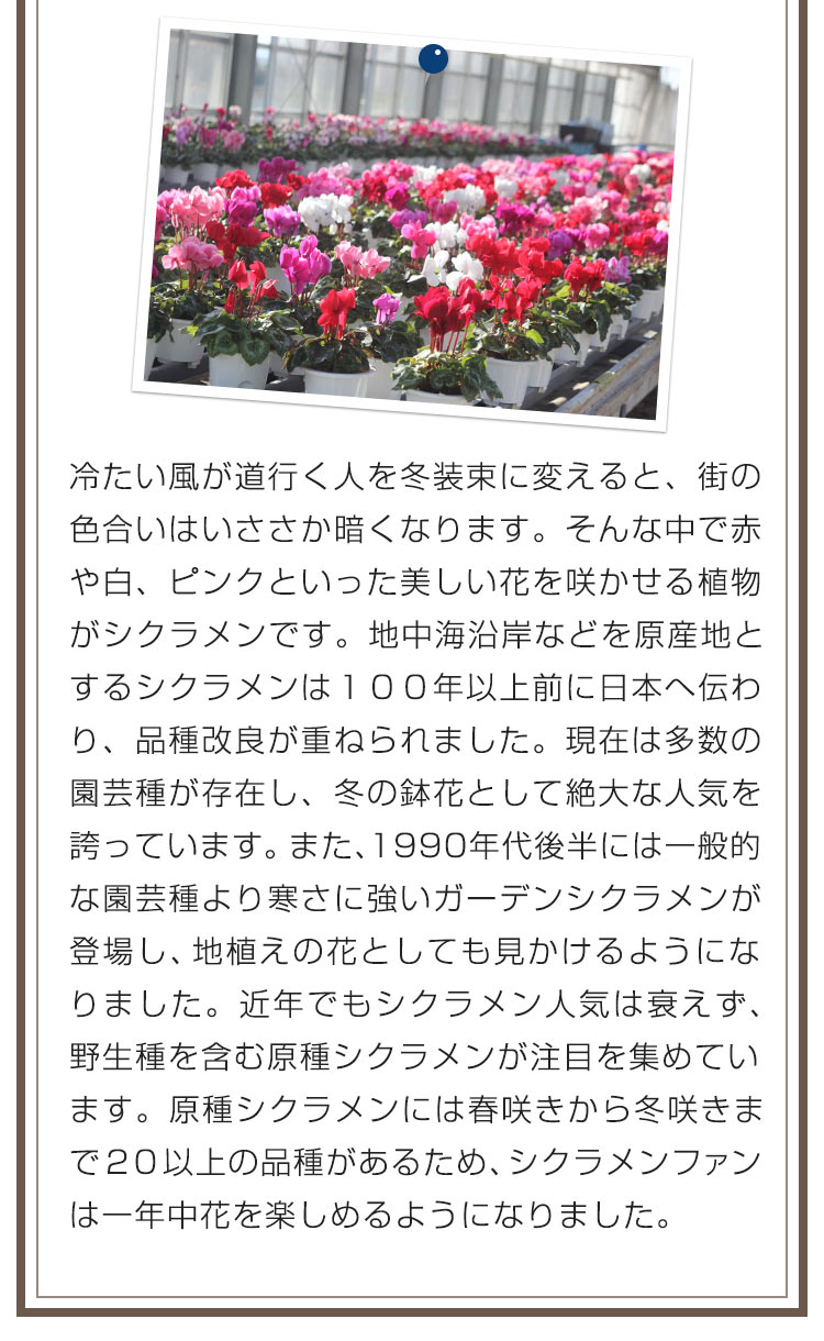 冷たい風が道行く人を冬装束に変えると、街の色合いはいささか暗くなります。そんな中で赤や白、ピンクといった美しい花を咲かせる植物がシクラメンです。地中海沿岸などを原産地とするシクラメンは１００年以上前に日本へ伝わり、品種改良が重ねられました。現在は多数の園芸種が存在し、冬の鉢花として絶大な人気を誇っています。また、1990年代後半には一般的な園芸種より寒さに強いガーデンシクラメンが登場し、地植えの花としても見かけるようになりました。近年でもシクラメン人気は衰えず、野生種を含む原種シクラメンが注目を集めています。原種シクラメンには春咲きから冬咲きまで２０以上の品種があるため、シクラメンファンは一年中花を楽しめるようになりました。