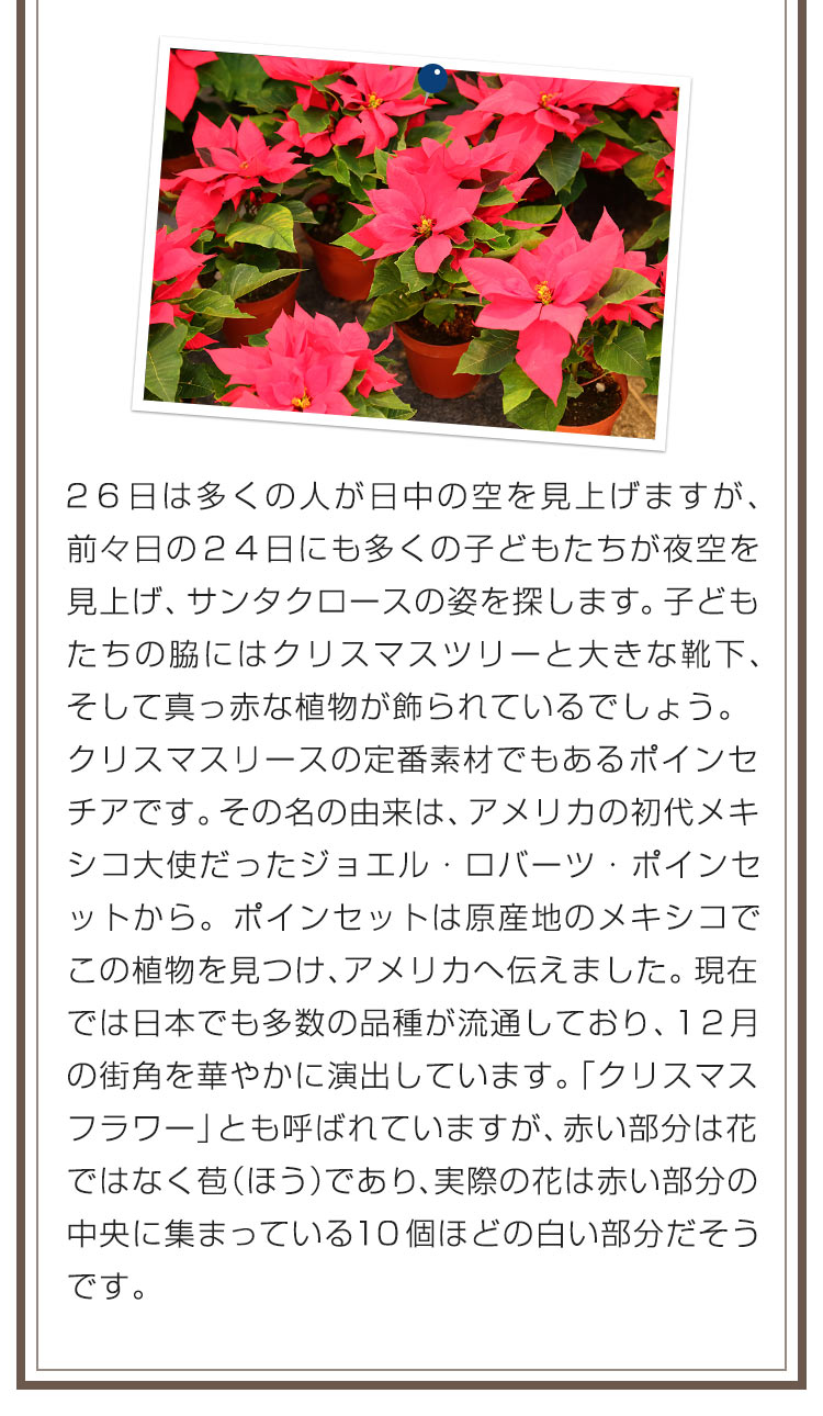 ２６日は多くの人が日中の空を見上げますが、前々日の２４日にも多くの子どもたちが夜空を見上げ、サンタクロースの姿を探します。子どもたちの脇にはクリスマスツリーと大きな靴下、そして真っ赤な植物が飾られているでしょう。クリスマスリースの定番素材でもあるポインセチアです。その名の由来は、アメリカの初代メキシコ大使だったジョエル・ロバーツ・ポインセットから。ポインセットは原産地のメキシコでこの植物を見つけ、アメリカへ伝えました。現在では日本でも多数の品種が流通しており、１２月の街角を華やかに演出しています。「クリスマスフラワー」とも呼ばれていますが、赤い部分は花ではなく苞（ほう）であり、実際の花は赤い部分の中央に集まっている１０個ほどの白い部分だそうです。