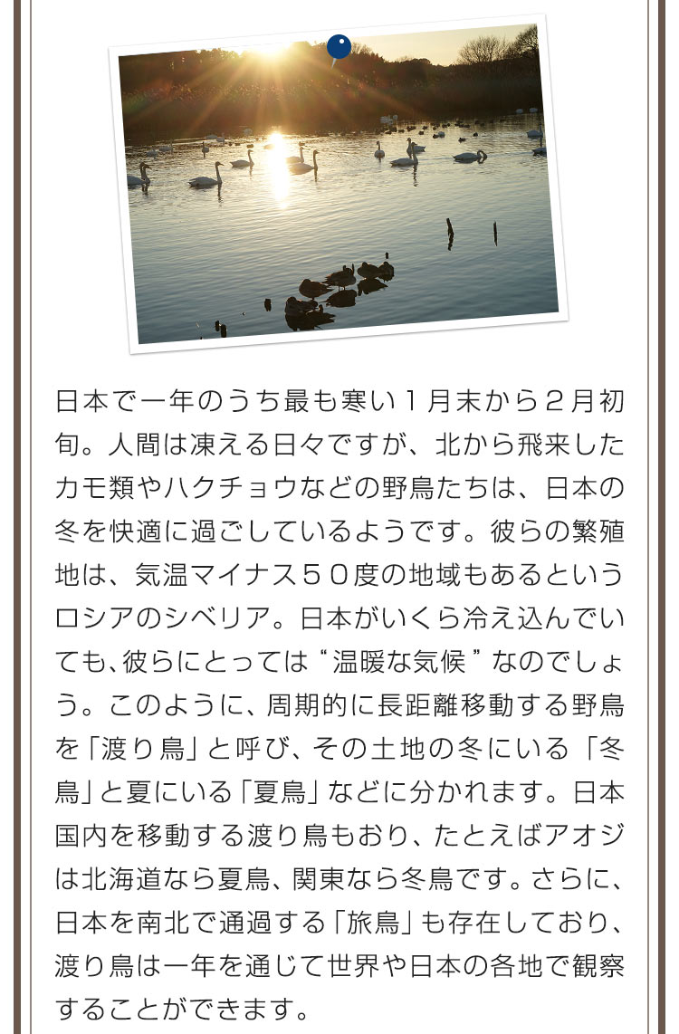 日本で一年のうち最も寒い１月末から２月初旬。人間は凍える日々ですが、北から飛来したカモ類やハクチョウなどの野鳥たちは、日本の冬を快適に過ごしているようです。彼らの繁殖地は、気温マイナス５０度の地域もあるというロシアのシベリア。日本がいくら冷え込んでいても、彼らにとっては “温暖な気候”なのでしょう。このように、周期的に長距離移動する野鳥を「渡り鳥」と呼び、その土地の冬にいる「冬鳥」と夏にいる「夏鳥」などに分かれます。日本国内を移動する渡り鳥もおり、たとえばアオジは北海道なら夏鳥、関東なら冬鳥です。さらに、日本を南北で通過する「旅鳥」も存在しており、渡り鳥は一年を通じて世界や日本の各地で観察することができます。