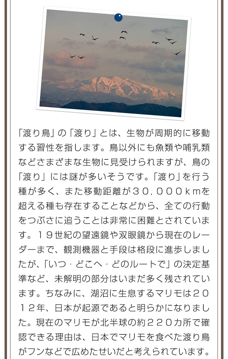 「渡り鳥」の「渡り」とは、生物が周期的に移動する習性を指します。鳥以外にも魚類や哺乳類などさまざまな生物に見受けられますが、鳥の「渡り」には謎が多いそうです。「渡り」を行う種が多く、また移動距離が３０，０００ｋｍを超える種も存在することなどから、全ての行動をつぶさに追うことは非常に困難とされています。１９世紀の望遠鏡や双眼鏡から現在のレーダーまで、観測機器と手段は格段に進歩しましたが、「いつ・どこへ・どのルートで」の決定基準など、未解明の部分はいまだ多く残されています。ちなみに、湖沼に生息するマリモは２０１２年、日本が起源であると明らかになりました。現在のマリモが北半球の約２２０カ所で確認できる理由は、日本でマリモを食べた渡り鳥がフンなどで広めたせいだと考えられています。