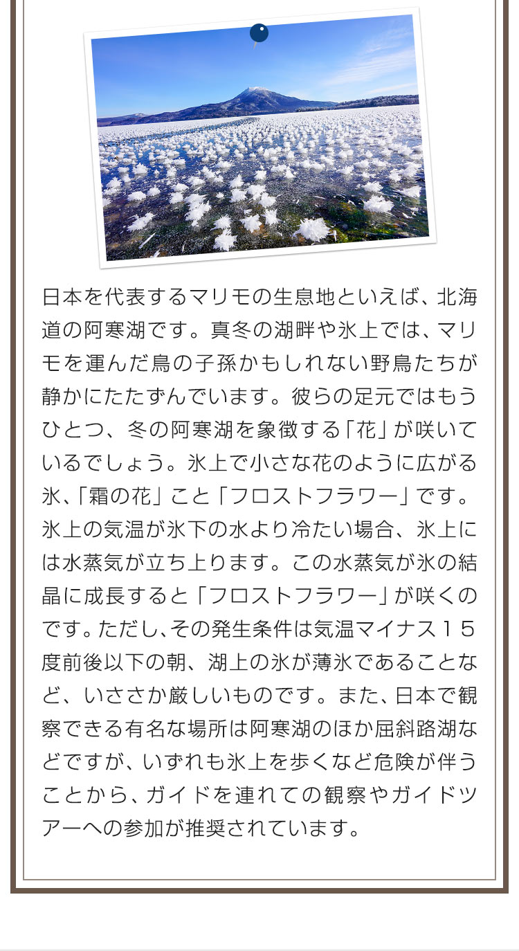 日本を代表するマリモの生息地といえば、北海道の阿寒湖です。真冬の湖畔や氷上では、マリモを運んだ鳥の子孫かもしれない野鳥たちが静かにたたずんでいます。彼らの足元ではもうひとつ、冬の阿寒湖を象徴する「花」が咲いているでしょう。氷上で小さな花のように広がる氷、「霜の花」こと「フロストフラワー」です。氷上の気温が氷下の水より冷たい場合、氷上には水蒸気が立ち上ります。この水蒸気が氷の結晶に成長すると「フロストフラワー」が咲くのです。ただし、その発生条件は気温マイナス１５度前後以下の朝、湖上の氷が薄氷であることなど、いささか厳しいものです。また、日本で観察できる有名な場所は阿寒湖のほか屈斜路湖などですが、いずれも氷上を歩くなど危険が伴うことから、ガイドを連れての観察やガイドツアーへの参加が推奨されています。