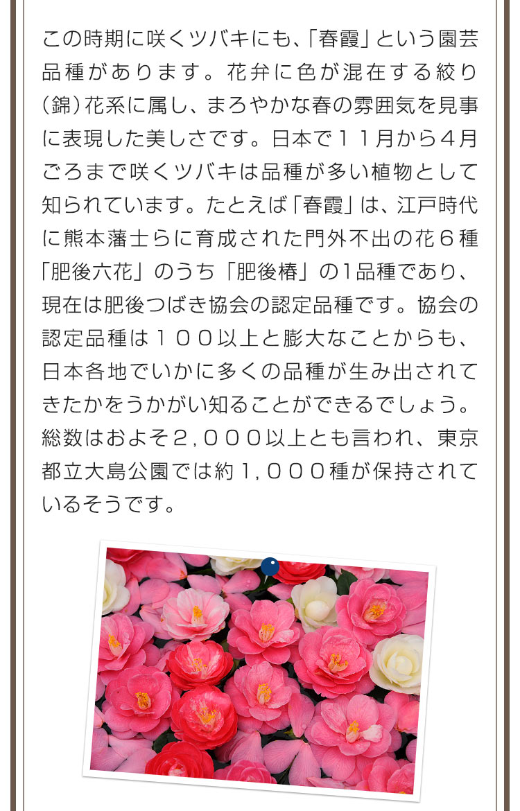 この時期に咲くツバキにも、「春霞」という園芸品種があります。花弁に色が混在する絞り（錦）花系に属し、まろやかな春の雰囲気を見事に表現した美しさです。日本で１１月から４月ごろまで咲くツバキは品種が多い植物として知られています。たとえば「春霞」は、江戸時代に熊本藩士らに育成された門外不出の花６種「肥後六花」のうち「肥後椿」の1品種であり、現在は肥後つばき協会の認定品種です。協会の認定品種は１００以上と膨大なことからも、日本各地でいかに多くの品種が生み出されてきたかをうかがい知ることができるでしょう。総数はおよそ２，０００以上とも言われ、東京都立大島公園では約１，０００種が保持されているそうです。