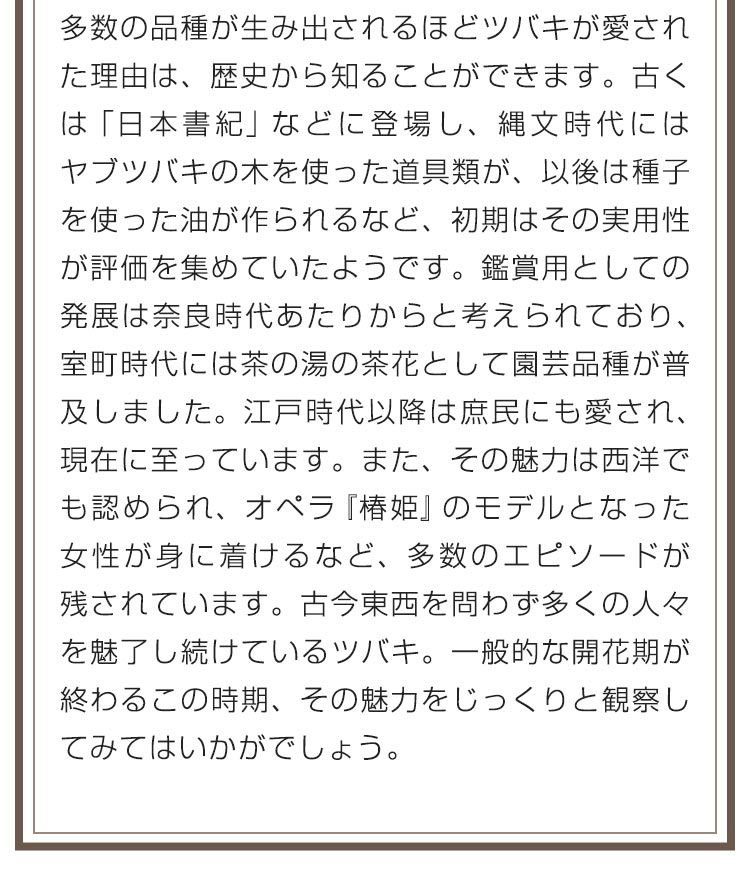 多数の品種が生み出されるほどツバキが愛された理由は、歴史から知ることができます。古くは「日本書紀」などに登場し、縄文時代にはヤブツバキの木を使った道具類が、以後は種子を使った油が作られるなど、初期はその実用性が評価を集めていたようです。鑑賞用としての発展は奈良時代あたりからと考えられており、室町時代には茶の湯の茶花として園芸品種が普及しました。江戸時代以降は庶民にも愛され、現在に至っています。また、その魅力は西洋でも認められ、オペラ『椿姫』のモデルとなった女性が身に着けるなど、多数のエピソードが残されています。古今東西を問わず多くの人々を魅了し続けているツバキ。一般的な開花期が終わるこの時期、その魅力をじっくりと観察してみてはいかがでしょう。