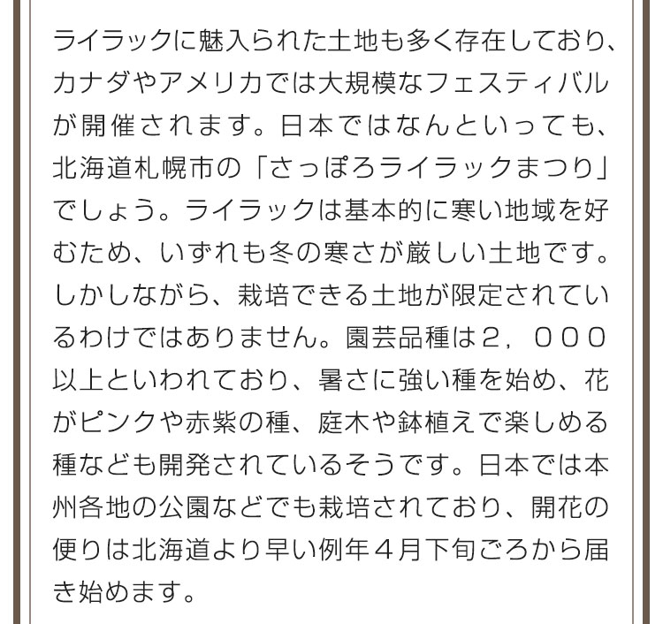 ライラックに魅入られた土地も多く存在しており、カナダやアメリカでは大規模なフェスティバルが開催されます。日本ではなんといっても、北海道札幌市の「さっぽろライラックまつり」でしょう。ライラックは基本的に寒い地域を好むため、いずれも冬の寒さが厳しい土地です。しかしながら、栽培できる土地が限定されているわけではありません。園芸品種は２，０００以上といわれており、暑さに強い種を始め、花がピンクや赤紫の種、庭木や鉢植えで楽しめる種なども開発されているそうです。日本では本州各地の公園などでも栽培されており、開花の便りは北海道より早い例年４月下旬ごろから届き始めます。