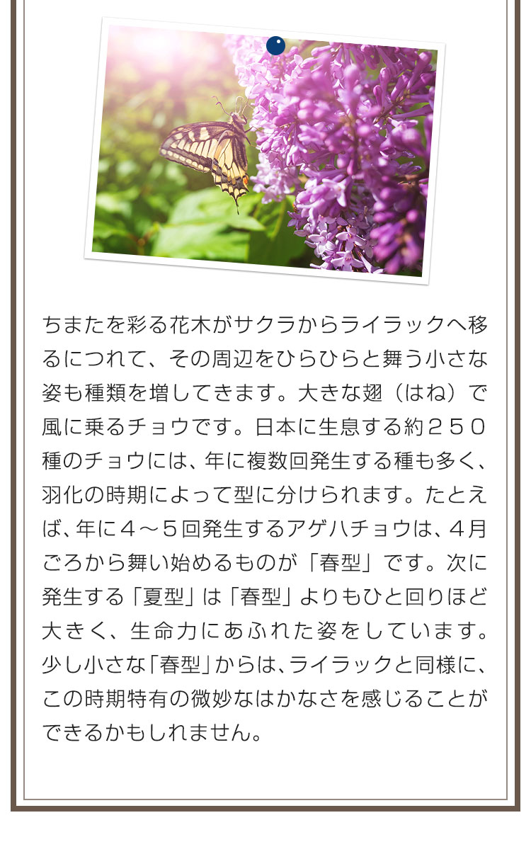 ちまたを彩る花木がサクラからライラックへ移るにつれて、その周辺をひらひらと舞う小さな姿も種類を増してきます。大きな翅（はね）で風に乗るチョウです。日本に生息する約２５０種のチョウには、年に複数回発生する種も多く、羽化の時期によって型に分けられます。たとえば、年に４～５回発生するアゲハチョウは、４月ごろから舞い始めるものが「春型」です。次に発生する「夏型」は「春型」よりもひと回りほど大きく、生命力にあふれた姿をしています。少し小さな「春型」からは、ライラックと同様に、この時期特有の微妙なはかなさを感じることができるかもしれません。