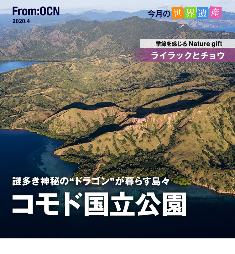 From:OCN 2020.4　今月の世界遺産：謎多き神秘“ドラゴン”が暮らす島々 コモド国立公園／季節を感じる Nature gift：ライラックとチョウ