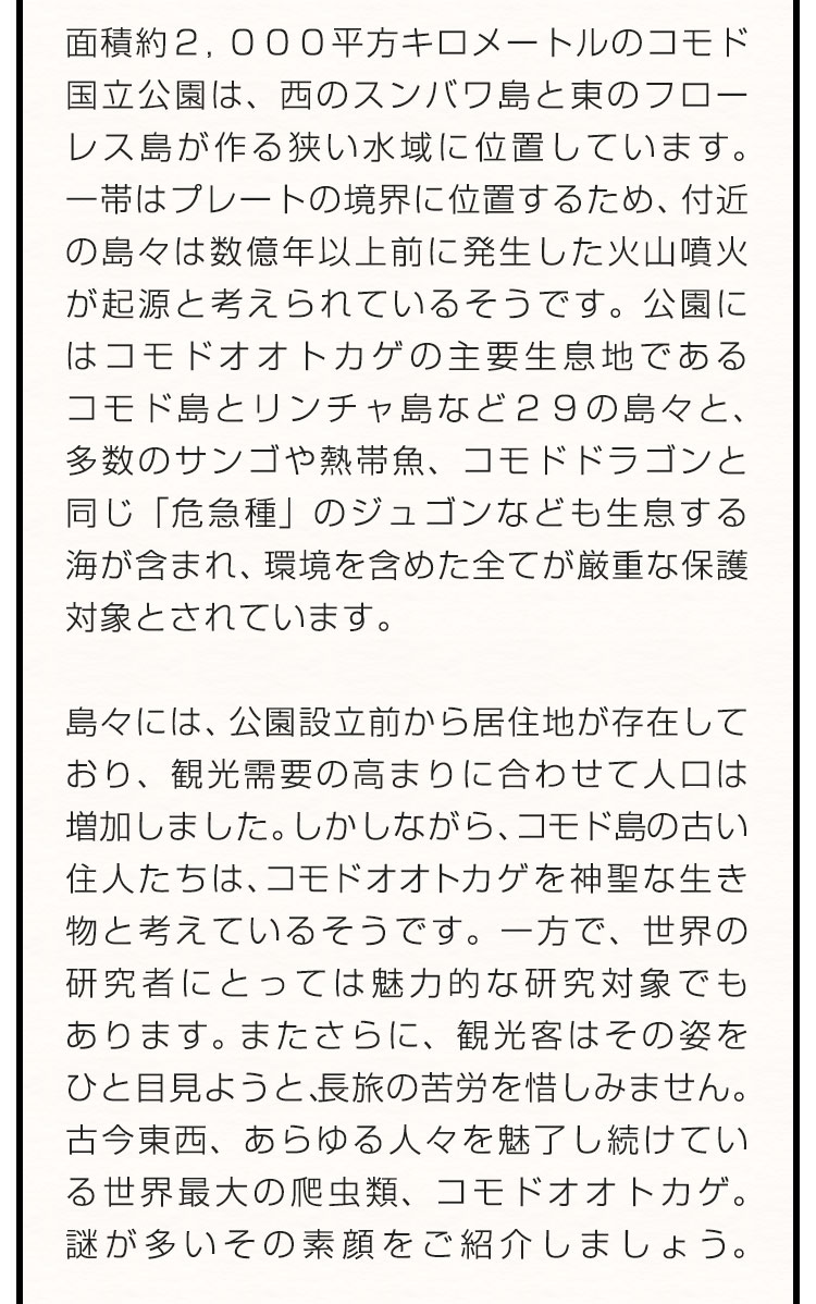 面積約２，０００平方キロメートルのコモド国立公園は、西のスンバワ島と東のフローレス島が作る狭い水域に位置しています。一帯はプレートの境界に位置するため、付近の島々は数億年以上前に発生した火山噴火が起源と考えられているそうです。公園にはコモドオオトカゲの主要生息地であるコモド島とリンチャ島など２９の島々と、多数のサンゴや熱帯魚、コモドドラゴンと同じ「危急種」のジュゴンなども生息する海が含まれ、環境を含めた全てが厳重な保護対象とされています。　島々には、公園設立前から居住地が存在しており、観光需要の高まりに合わせて人口は増加しました。しかしながら、コモド島の古い住人たちは、コモドオオトカゲを神聖な生き物と考えているそうです。一方で、世界の研究者にとっては魅力的な研究対象でもあります。またさらに、観光客はその姿をひと目見ようと、長旅の苦労を惜しみません。古今東西、あらゆる人々を魅了し続けている世界最大の爬虫類、コモドオオトカゲ。謎が多いその素顔をご紹介しましょう。