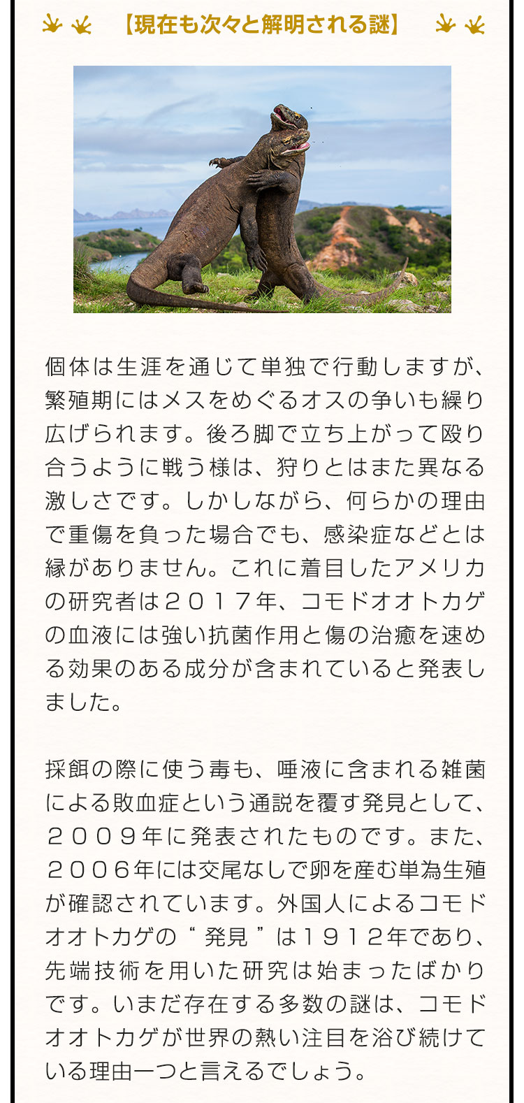 【現在も次々と解明される謎】個体は生涯を通じて単独で行動しますが、繁殖期にはメスをめぐるオスの争いも繰り広げられます。後ろ脚で立ち上がって殴り合うように戦う様は、狩りとはまた異なる激しさです。しかしながら、何らかの理由で重傷を負った場合でも、感染症などとは縁がありません。これに着目したアメリカの研究者は２０１７年、コモドオオトカゲの血液には強い抗菌作用と傷の治癒を速める効果のある成分が含まれていると発表しました。採餌の際に使う毒も、唾液に含まれる雑菌による敗血症という通説を覆す発見として、２００９年に発表されたものです。また、２００６年には交尾なしで卵を産む単為生殖が確認されています。外国人によるコモドオオトカゲの“発見”は１９１２年であり、先端技術を用いた研究は始まったばかりです。いまだ存在する多数の謎は、コモドオオトカゲが世界の熱い注目を浴び続けている理由一つと言えるでしょう。