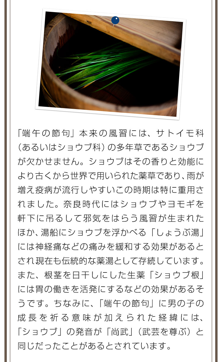 「端午の節句」本来の風習には、サトイモ科（あるいはショウブ科）の多年草であるショウブが欠かせません。ショウブはその香りと効能により古くから世界で用いられた薬草であり、雨が増え疫病が流行しやすいこの時期は特に重用されました。奈良時代にはショウブやヨモギを軒下に吊るして邪気をはらう風習が生まれたほか、湯船にショウブを浮かべる「しょうぶ湯」には神経痛などの痛みを緩和する効果があるとされ、現在も伝統的な薬湯として存続しています。また、根茎を日干しにした生薬「ショウブ根」には胃の働きを活発にするなどの効果があるそうです。ちなみに、「端午の節句」に男の子の成長を祈る意味が加えられた経緯には、「ショウブ」の発音が「尚武」（武芸を尊ぶ）と同じだったことがあるとされています。