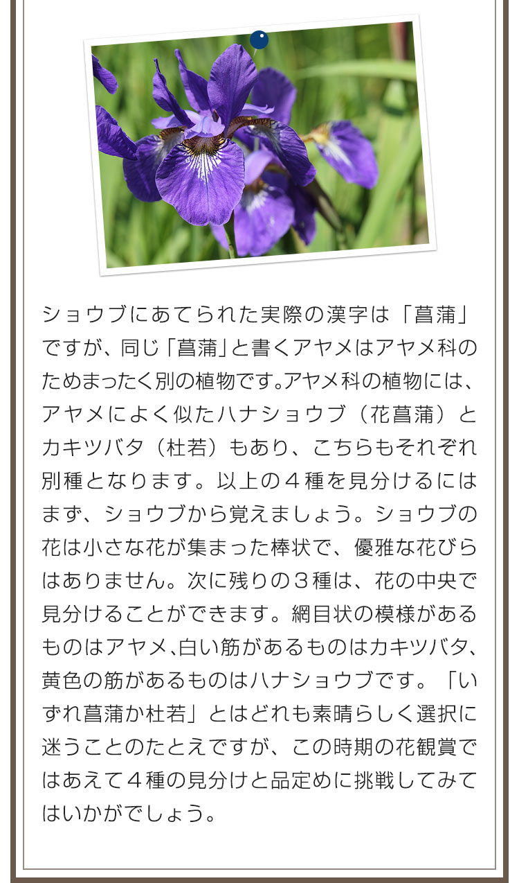 ショウブにあてられた実際の漢字は「菖蒲」ですが、同じ「菖蒲」と書くアヤメはアヤメ科のためまったく別の植物です。アヤメ科の植物には、アヤメによく似たハナショウブ（花菖蒲）とカキツバタ（杜若）もあり、こちらもそれぞれ別種となります。以上の４種を見分けるにはまず、ショウブから覚えましょう。ショウブの花は小さな花が集まった棒状で、優雅な花びらはありません。次に残りの３種は、花の中央で見分けることができます。網目状の模様があるものはアヤメ、白い筋があるものはカキツバタ、黄色の筋があるものはハナショウブです。「いずれ菖蒲か杜若」とはどれも素晴らしく選択に迷うことのたとえですが、この時期の花観賞ではあえて４種の見分けと品定めに挑戦してみてはいかがでしょう。