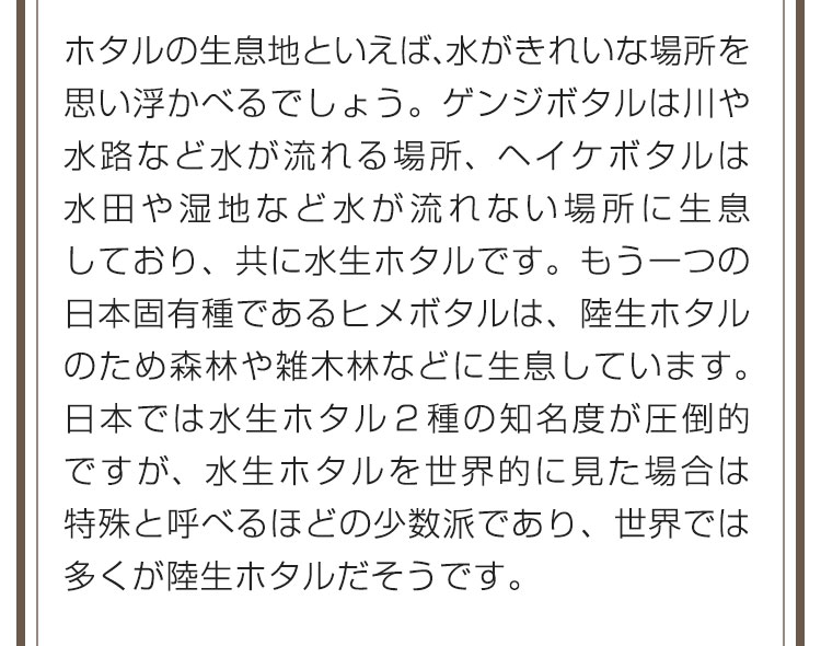 ホタルの生息地といえば、水がきれいな場所を思い浮かべるでしょう。ゲンジボタルは川や水路など水が流れる場所、ヘイケボタルは水田や湿地など水が流れない場所に生息しており、共に水生ホタルです。もう一つの日本固有種であるヒメボタルは、陸生ホタルのため森林や雑木林などに生息しています。日本では水生ホタル２種の知名度が圧倒的ですが、水生ホタルを世界的に見た場合は特殊と呼べるほどの少数派であり、世界では多くが陸生ホタルだそうです。