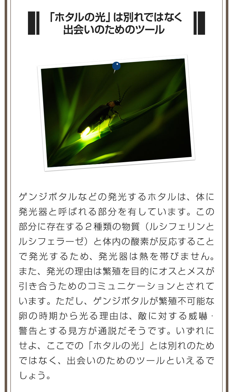 ■「ホタルの光」は別れではなく出会いのためのツール■ゲンジボタルなどの発光するホタルは、体に発光器と呼ばれる部分を有しています。この部分に存在する２種類の物質（ルシフェリンとルシフェラーゼ）と体内の酸素が反応することで発光するため、発光器は熱を帯びません。また、発光の理由は繁殖を目的にオスとメスが引き合うためのコミュニケーションとされています。ただし、ゲンジボタルが繁殖不可能な卵の時期から光る理由は、敵に対する威嚇・警告とする見方が通説だそうです。いずれにせよ、ここでの「ホタルの光」とは別れのためではなく、出会いのためのツールといえるでしょう。