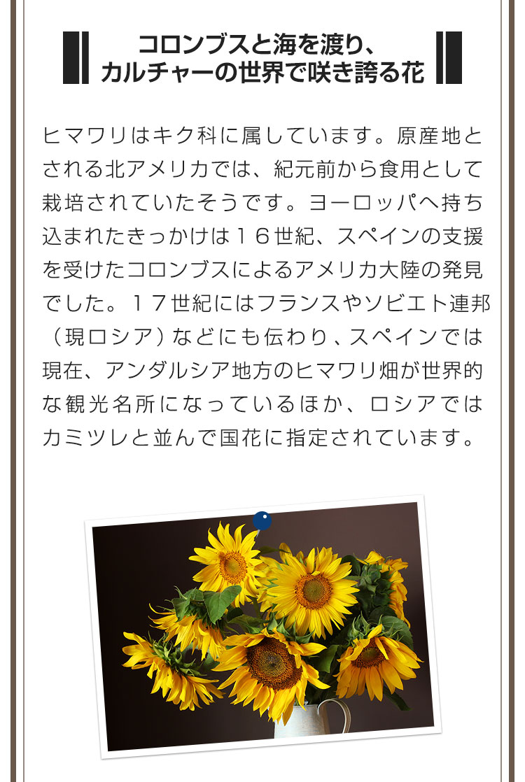 ■コロンブスと海を渡り、カルチャーの世界で咲き誇る花■ヒマワリはキク科に属しています。原産地とされる北アメリカでは、紀元前から食用として栽培されていたそうです。ヨーロッパへ持ち込まれたきっかけは１６世紀、スペインの支援を受けたコロンブスによるアメリカ大陸の発見でした。１７世紀にはフランスやソビエト連邦（現ロシア）などにも伝わり、スペインでは現在、アンダルシア地方のヒマワリ畑が世界的な観光名所になっているほか、ロシアではカミツレと並んで国花に指定されています。