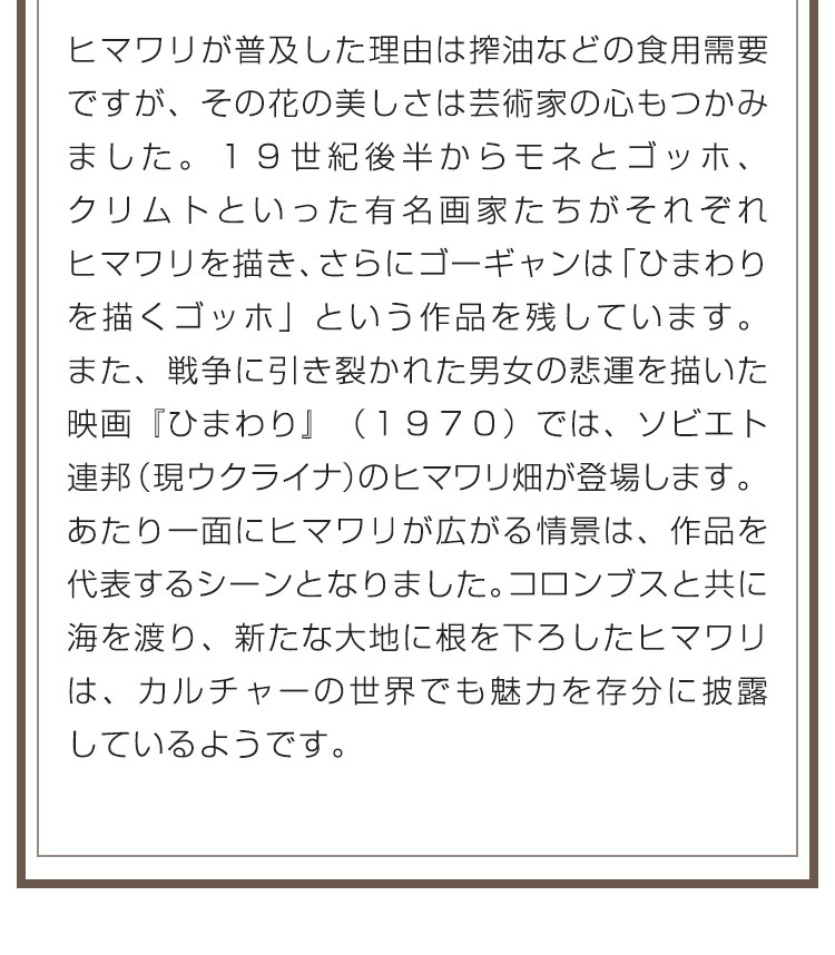 ヒマワリが普及した理由は搾油などの食用需要ですが、その花の美しさは芸術家の心もつかみました。１９世紀後半からモネとゴッホ、クリムトといった有名画家たちがそれぞれヒマワリを描き、さらにゴーギャンは「ひまわりを描くゴッホ」という作品を残しています。また、戦争に引き裂かれた男女の悲運を描いた映画『ひまわり』（１９７０）では、ソビエト連邦（現ウクライナ）のヒマワリ畑が登場します。あたり一面にヒマワリが広がる情景は、作品を代表するシーンとなりました。コロンブスと共に海を渡り、新たな大地に根を下ろしたヒマワリは、カルチャーの世界でも魅力を存分に披露しているようです。