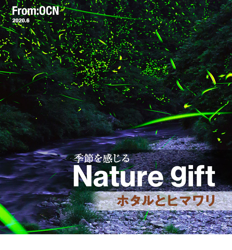From:OCN 2020.6　季節を感じる Nature gift：ホタルとヒマワリ