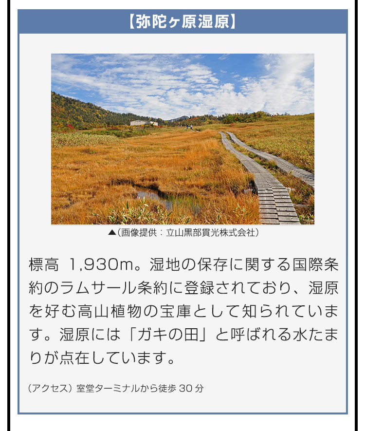 【弥陀ヶ原湿原】標高1,930m。湿地の保存に関する国際条約のラムサール条約に登録されており、湿原を好む高山植物の宝庫として知られています。湿原には「ガキの田」と呼ばれる水たまりが点在しています。（アクセス）室堂ターミナルから徒歩30分