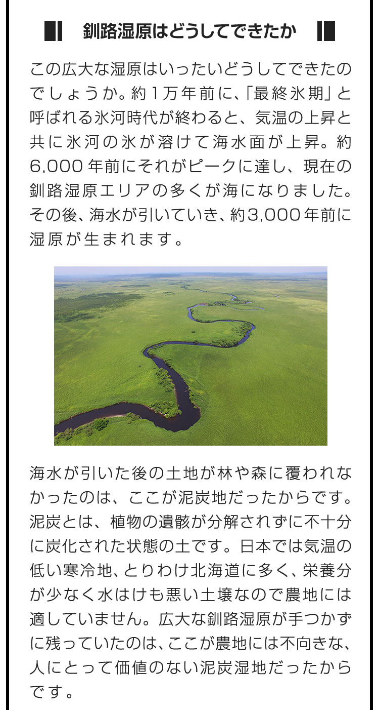 ■釧路湿原はどうしてできたか■この広大な湿原はいったいどうしてできたのでしょうか。約1万年前に、「最終氷期」と呼ばれる氷河時代が終わると、気温の上昇と共に氷河の氷が溶けて海水面が上昇。約6,000年前にそれがピークに達し、現在の釧路湿原エリアの多くが海になりました。その後、海水が引いていき、約3,000年前に湿原が生まれます。　海水が引いた後の土地が林や森に覆われなかったのは、ここが泥炭地だったからです。泥炭とは、植物の遺骸が分解されずに不十分に炭化された状態の土です。日本では気温の低い寒冷地、とりわけ北海道に多く、栄養分が少なく水はけも悪い土壌なので農地には適していません。広大な釧路湿原が手つかずに残っていたのは、ここが農地には不向きな、人にとって価値のない泥炭湿地だったからです。