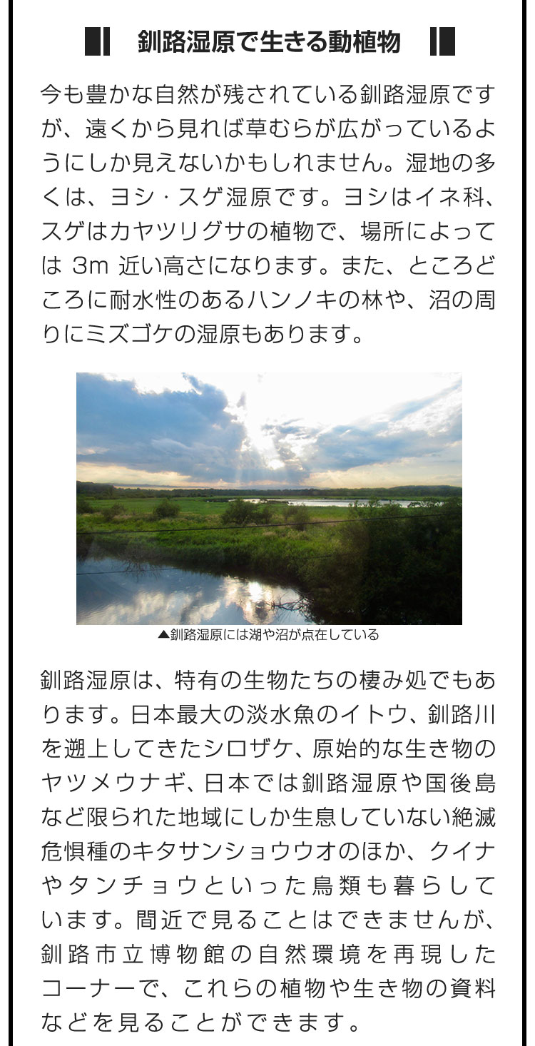 ■釧路湿原で生きる動植物■今も豊かな自然が残されている釧路湿原ですが、遠くから見れば草むらが広がっているようにしか見えないかもしれません。湿地の多くは、ヨシ・スゲ湿原です。ヨシはイネ科、スゲはカヤツリグサの植物で、場所によっては3m近い高さになります。また、ところどころに耐水性のあるハンノキの林や、沼の周りにミズゴケの湿原もあります。　釧路湿原は、特有の生物たちの棲み処でもあります。日本最大の淡水魚のイトウ、釧路川を遡上してきたシロザケ、原始的な生き物のヤツメウナギ、日本では釧路湿原や国後島など限られた地域にしか生息していない絶滅危惧種のキタサンショウウオのほか、クイナやタンチョウといった鳥類も暮らしています。間近で見ることはできませんが、釧路市立博物館の自然環境を再現したコーナーで、これらの植物や生き物の資料などを見ることができます。