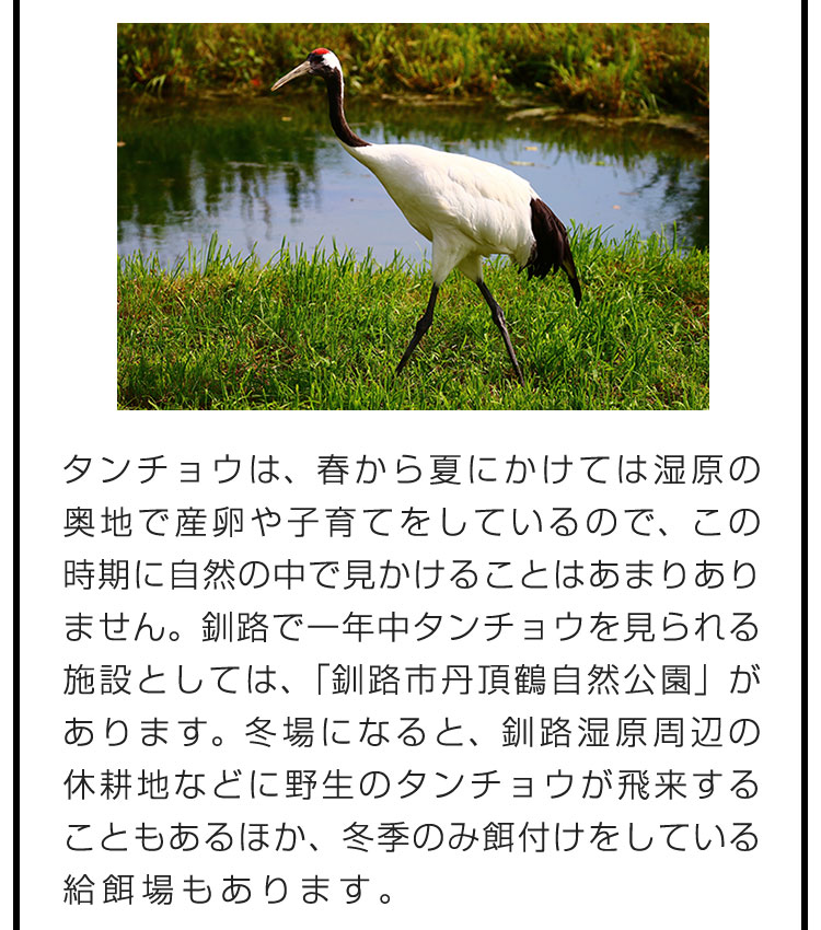 タンチョウは、春から夏にかけては湿原の奥地で産卵や子育てをしているので、この時期に自然の中で見かけることはあまりありません。釧路で一年中タンチョウを見られる施設としては、「釧路市丹頂鶴自然公園」があります。冬場になると、釧路湿原周辺の休耕地などに野生のタンチョウが飛来することもあるほか、冬季のみ餌付けをしている給餌場もあります。