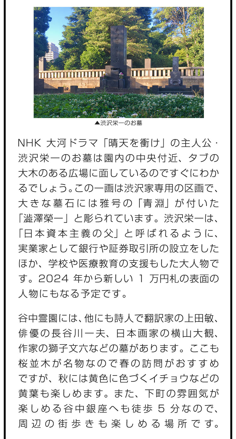 NHK大河ドラマ「晴天を衝け」の主人公・渋沢栄一のお墓は園内の中央付近、タブの大木のある広場に面しているのですぐにわかるでしょう。この一画は渋沢家専用の区画で、大きな墓石には雅号の「青淵」が付いた「澁澤榮一」と彫られています。渋沢栄一は、「日本資本主義の父」と呼ばれるように、実業家として銀行や証券取引所の設立をしたほか、学校や医療教育の支援もした大人物です。2024年から新しい1万円札の表面の人物にもなる予定です。　谷中霊園には、他にも詩人で翻訳家の上田敏、俳優の長谷川一夫、日本画家の横山大観、作家の獅子文六などの墓があります。ここも桜並木が名物なので春の訪問がおすすめですが、秋には黄色に色づくイチョウなどの黄葉も楽しめます。また、下町の雰囲気が楽しめる谷中銀座へも徒歩5分なので、周辺の街歩きも楽しめる場所です。