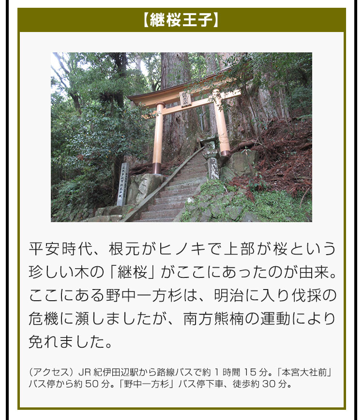 【継桜王子】平安時代、根元がヒノキで上部が桜という珍しい木の「継桜」がここにあったのが由来。ここにある野中一方杉は、明治に入り伐採の危機に瀕しましたが、南方熊楠の運動により免れました。（アクセス）JR紀伊田辺駅から路線バスで約1時間15分。「本宮大社前」バス停から約50分。「野中一方杉」バス停下車、徒歩約30分。