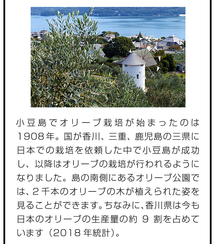 小豆島でオリーブ栽培が始まったのは1908年。国が香川、三重、鹿児島の三県に日本での栽培を依頼した中で小豆島が成功し、以降はオリーブの栽培が行われるようになりました。島の南側にあるオリーブ公園では、2千本のオリーブの木が植えられた姿を見ることができます。ちなみに、香川県は今も日本のオリーブの生産量の約9割を占めています（2018年統計）。