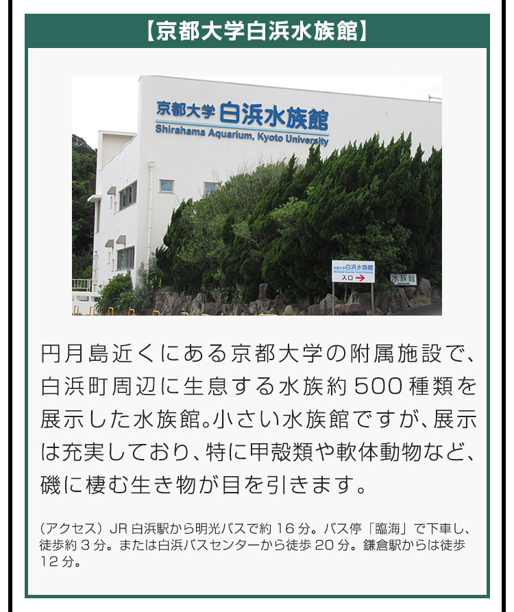 【京都大学白浜水族館】円月島近くにある京都大学の附属施設で、白浜町周辺に生息する水族約500種類を展示した水族館。小さい水族館ですが、展示は充実しており、特に甲殻類や軟体動物など、磯に棲む生き物が目を引きます。（アクセス）JR白浜駅から明光バスで約16分。バス停「臨海」で下車し、徒歩約3分。または白浜バスセンターから徒歩20分。