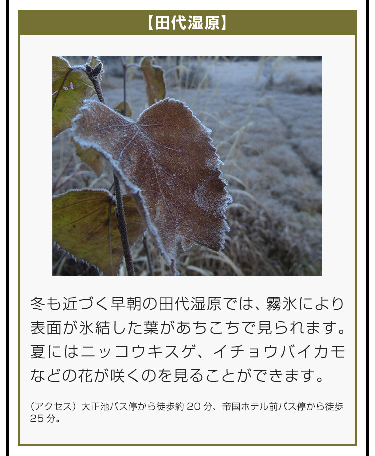 【田代湿原】冬も近づく早朝の田代湿原では、霧氷により表面が氷結した葉があちこちで見られます。夏にはニッコウキスゲ、イチョウバイカモなどの花が咲くのを見ることができます。（アクセス）大正池バス停から徒歩約20分、帝国ホテル前バス停から徒歩25分。